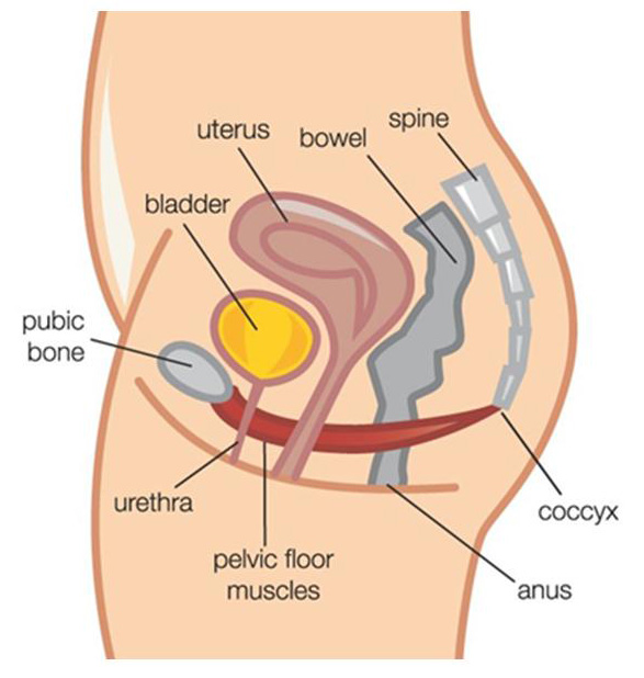female pelvic floor